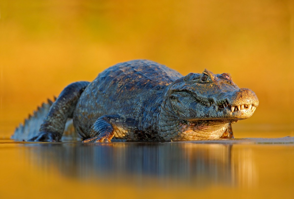 Aligátor z Pantanalu: přehled, charakteristika a další informace
