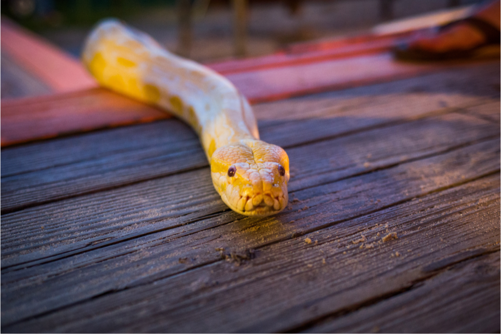 Жовтий пітон: цікавинки про змію!