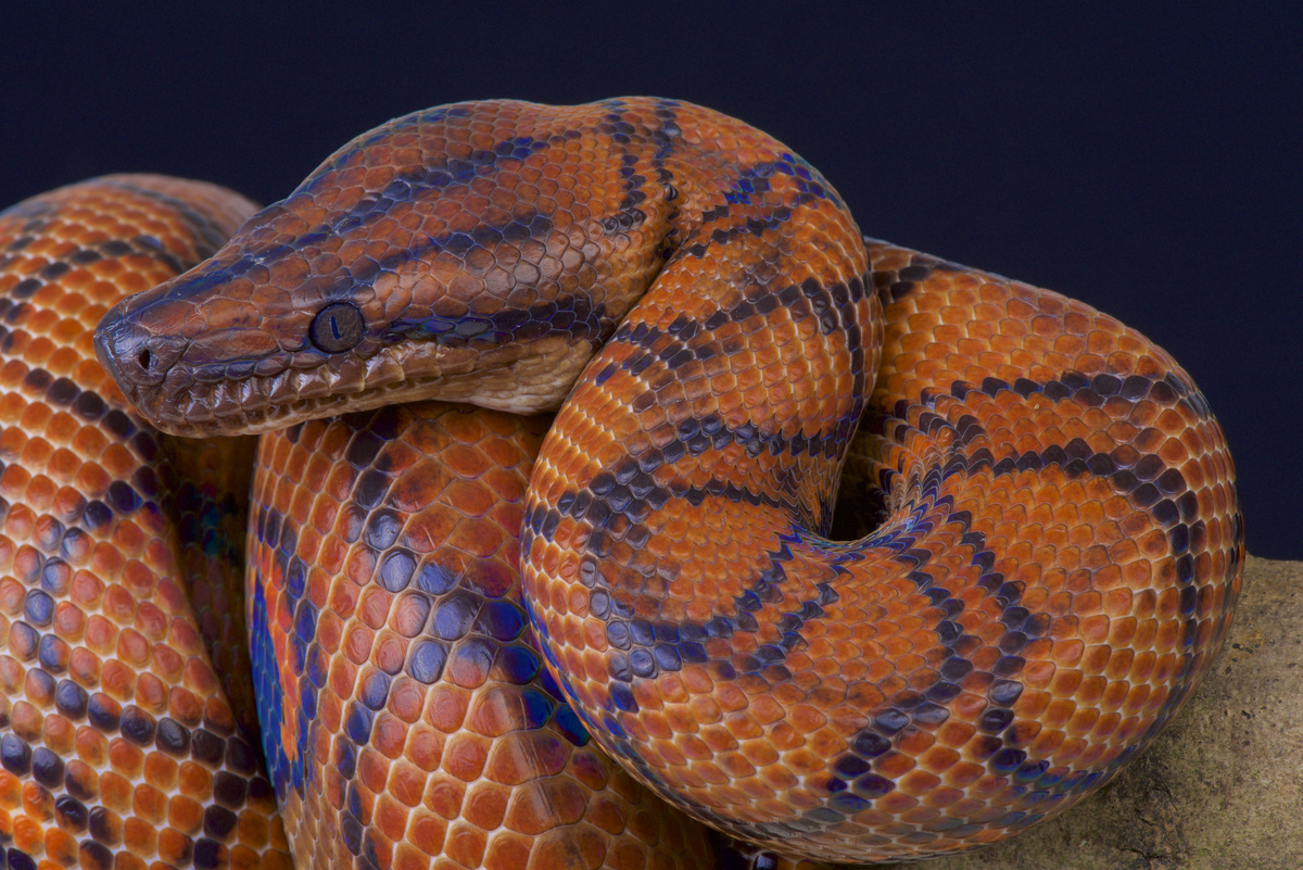 レインボーボア：この玉虫色のヘビについてもっと知ろう！