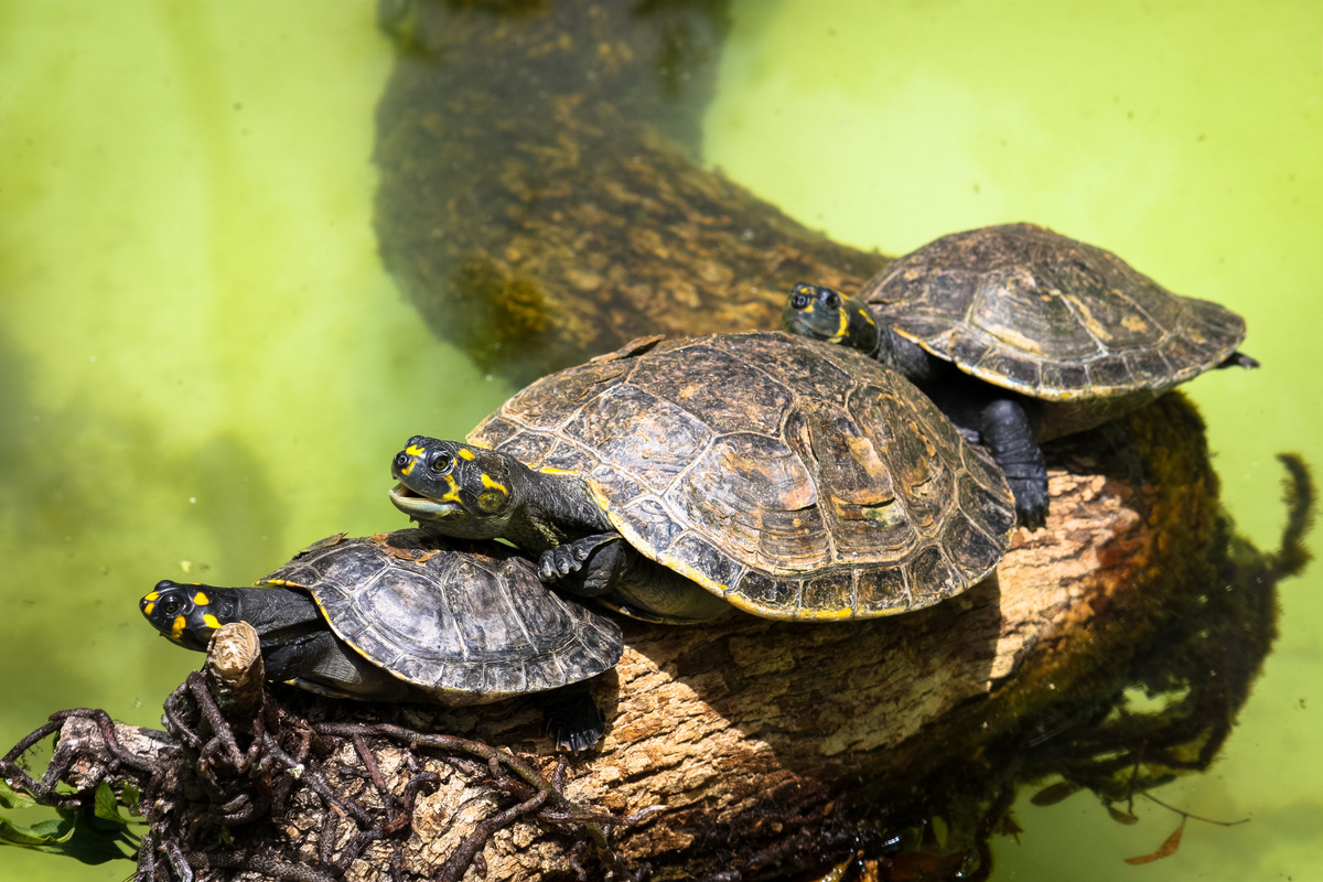 Provjerite vrste slatkovodnih kornjača i savjete za uzgoj!