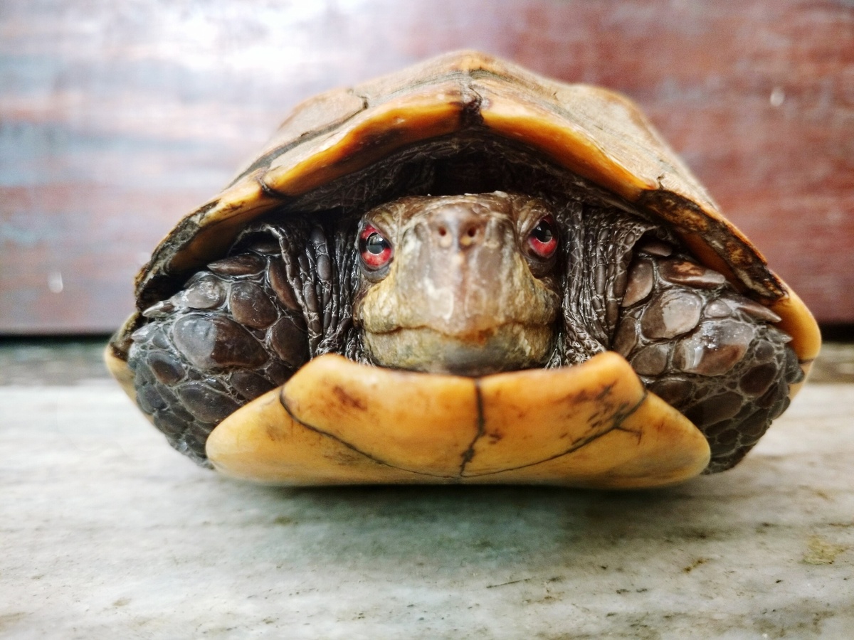 Meraqên li ser tortoise bibînin: hof, xwarin û bêtir