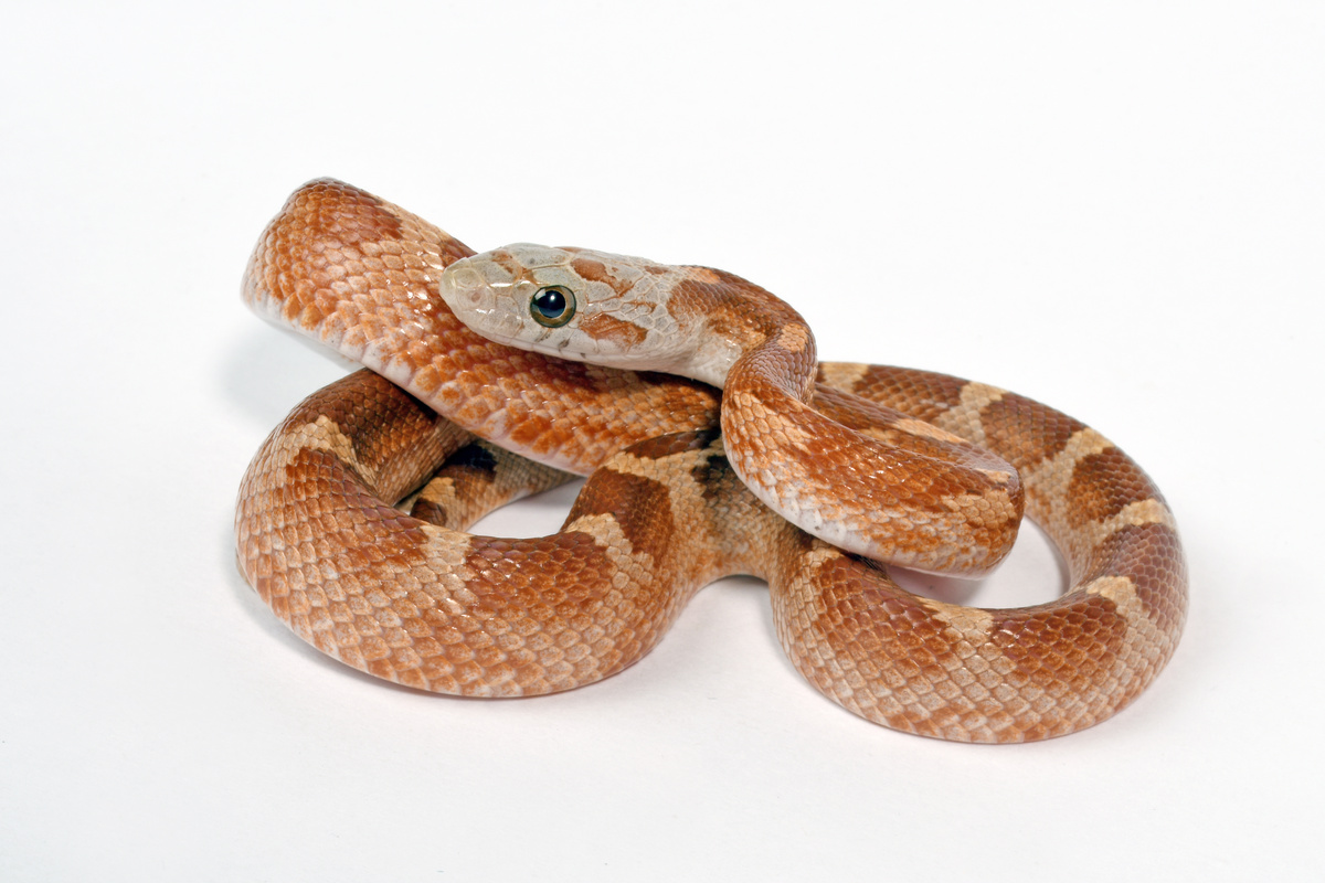 Φίδι καλαμποκιού: πώληση, τιμή και πώς να αποκτήσετε ένα νομιμοποιημένο!