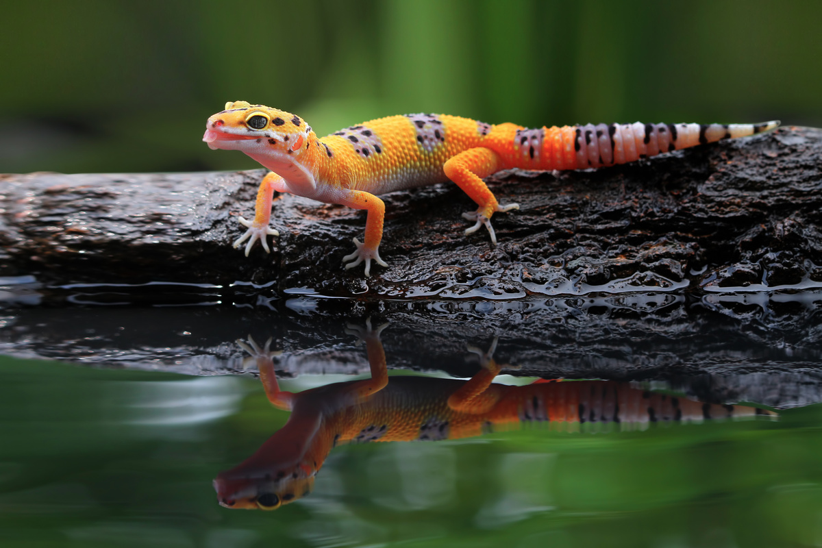 Gecko Leopard: prijs, kosten van levensonderhoud en foktips bekijken!