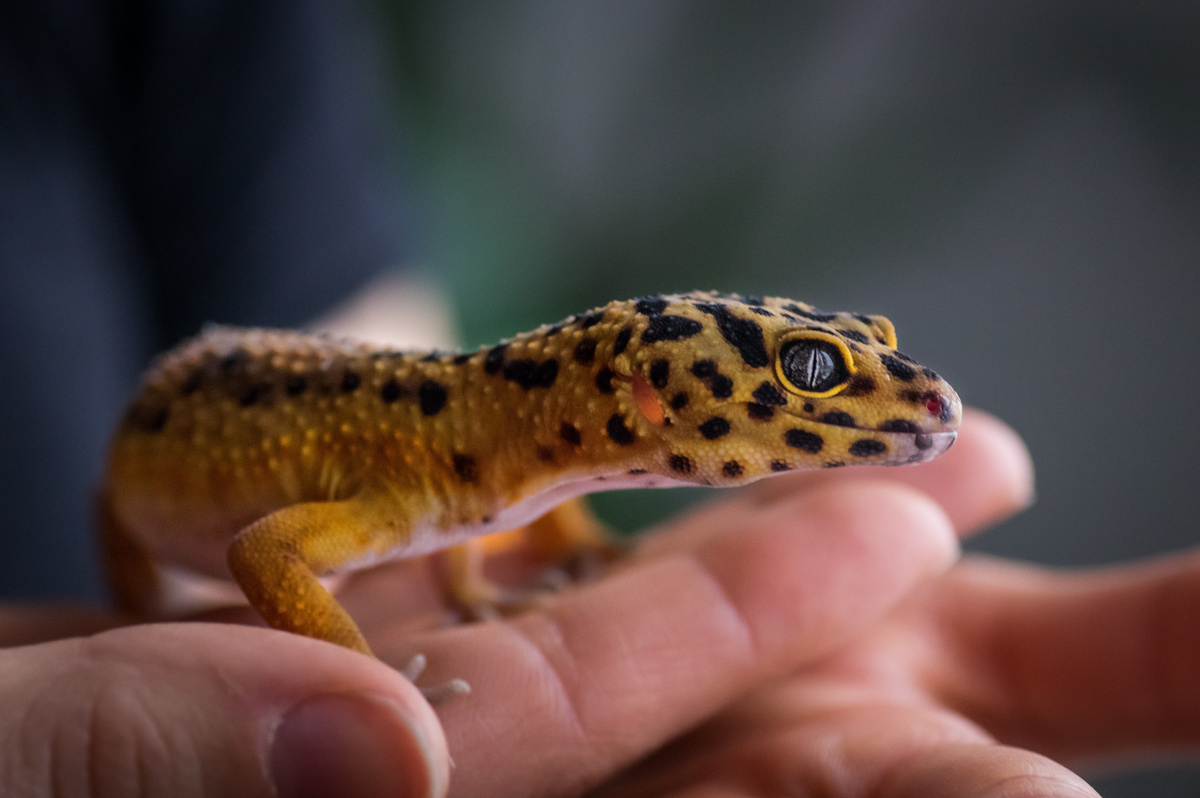 Gecko-leopard: se kendetegn, typer og kuriositeter ved dette firben.
