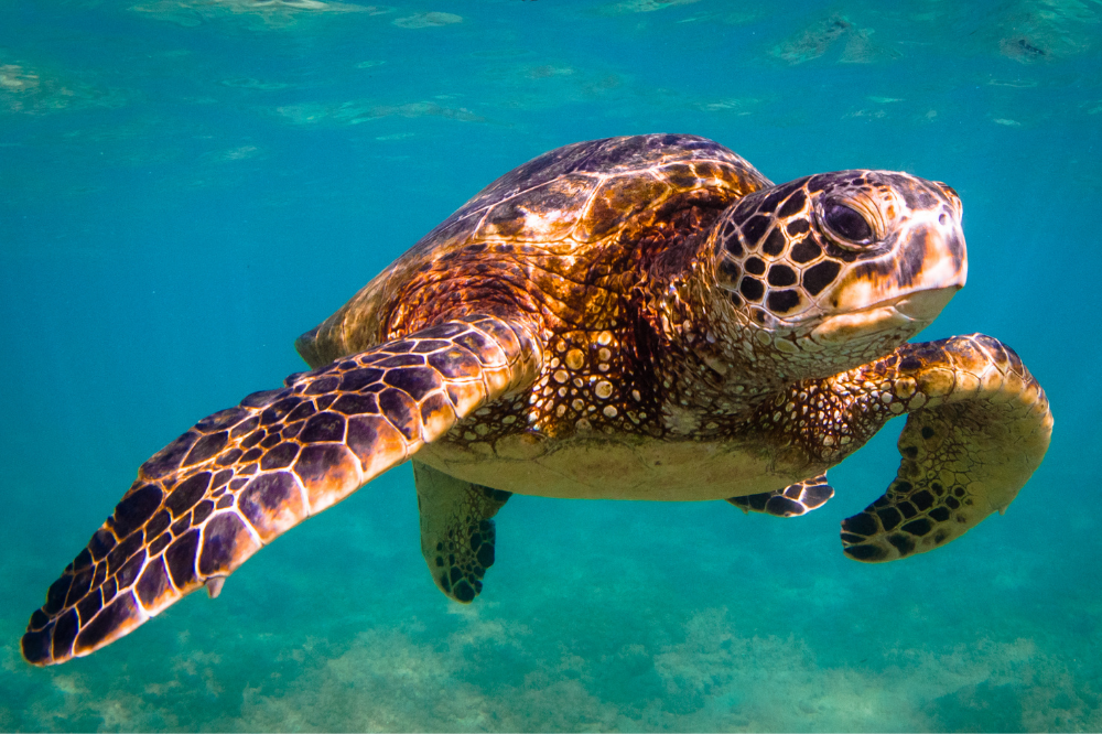 Meeresschildkröten: siehe Arten, Zucht, Lebensraum und mehr