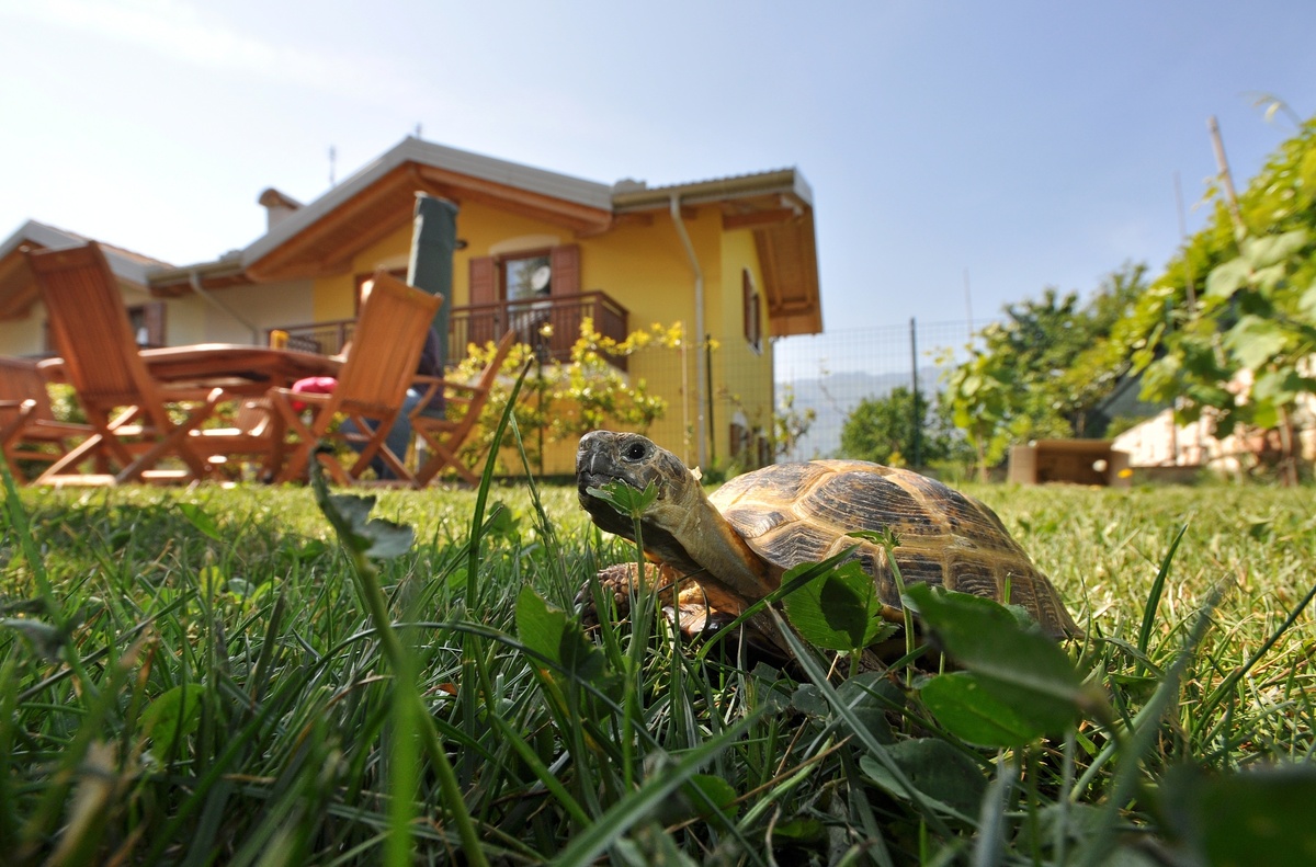 Οικιακή χελώνα: δείτε τα είδη και συμβουλές αναπαραγωγής!