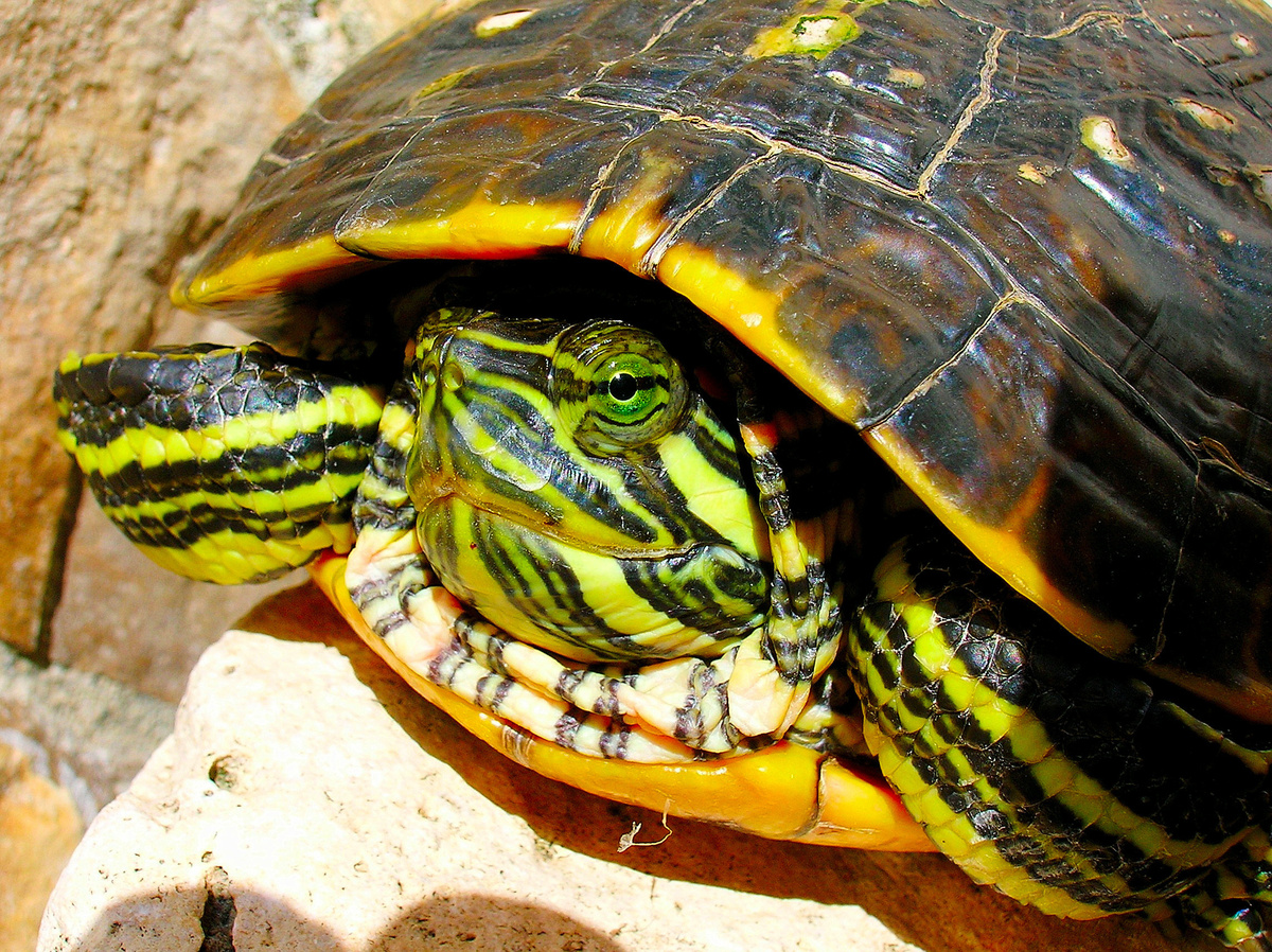 Det är varken sköldpadda eller tortoise! Lär dig hur man tar hand om en tortoise!