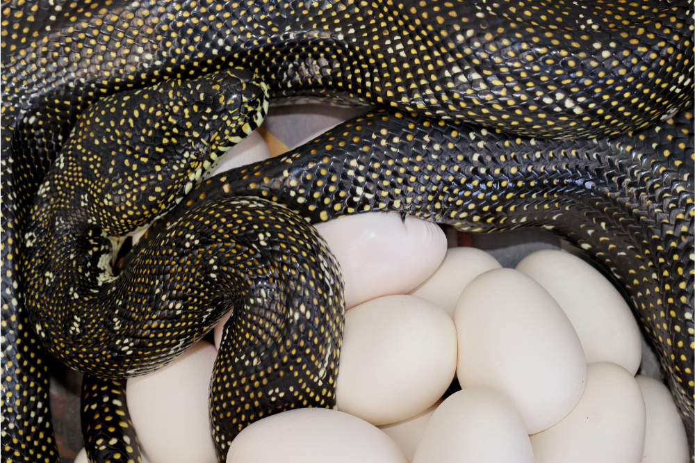 Avete mai visto le uova di serpente? Scoprite se esistono e come si schiudono