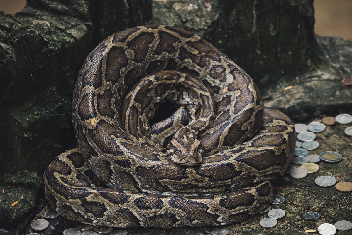 Il serpente più grande del mondo: vedi Sucuri, Titanoboa e altri giganti