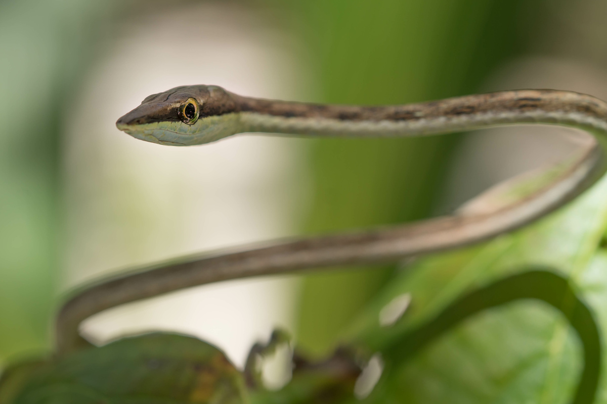 Ruda gyvatė: rūšys ir įdomybės apie gyvatę