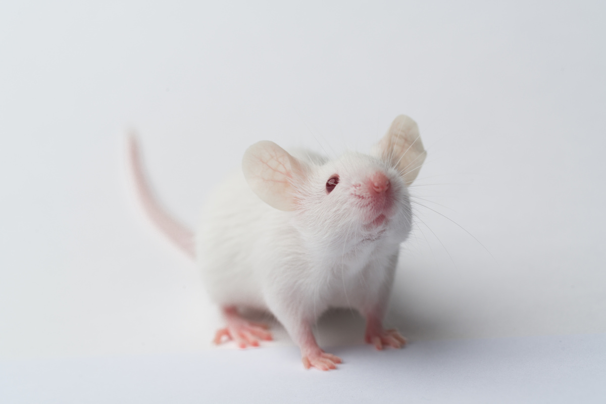 Bela podgana: spoznajte tega albinotičnega hišnega glodavca