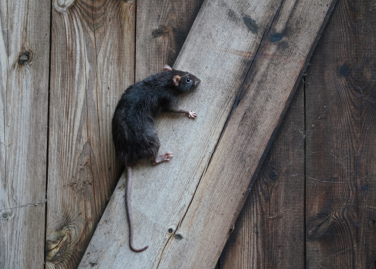 Klatrer musen op ad væggen? Find ud af sandheden, og hvordan du undgår det