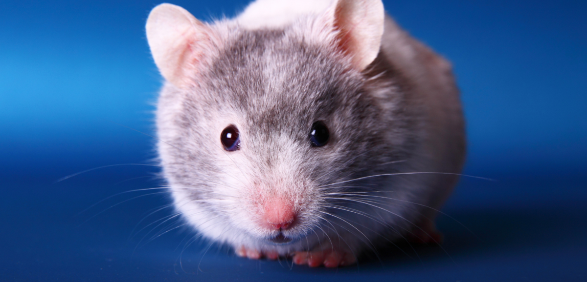 فئران الحيوانات الأليفة: قابل القوارض لتعيشها في منزلك!