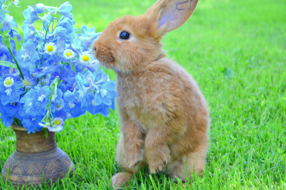 New Zealand Rabbit: tingnan ang mga katangian, presyo at pangangalaga