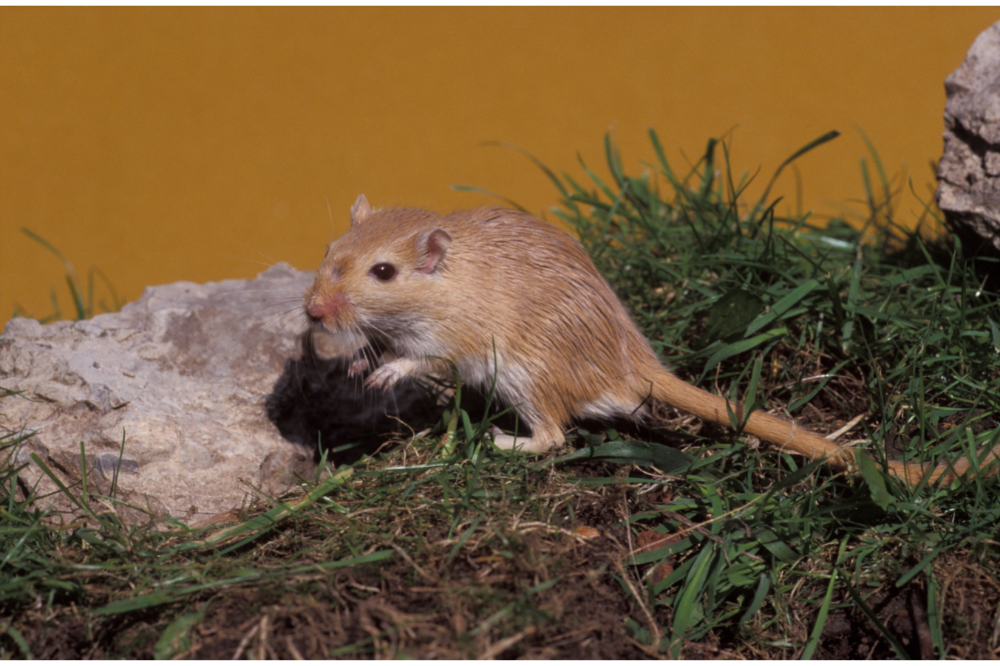 Mongoolse eekhoorn: feiten, verzorging, prijs en meer