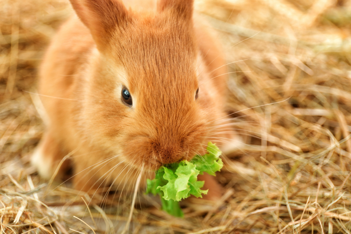 Кормление кроликов: смотрите важные советы для вашего питомца!