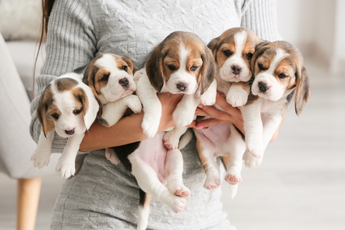 Beagle Mini: vlastnosti, cena, péče a další