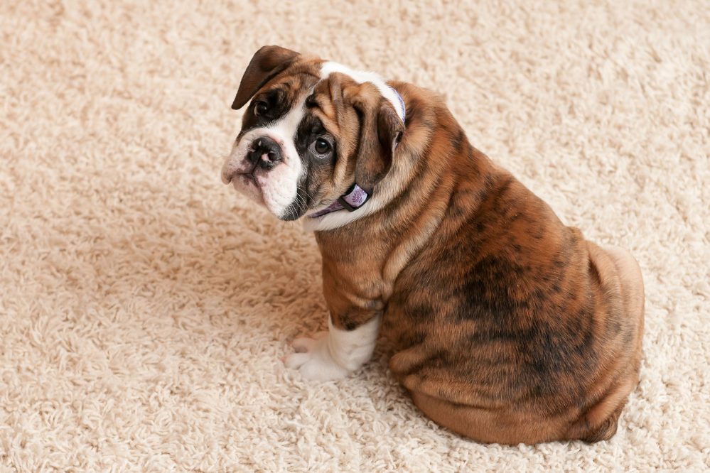 Морщинистый щенок: познакомьтесь с 13 породами с красивыми морщинками!