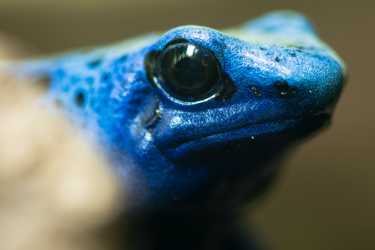 Vse o modri puščični žabi: hrana, zanimivosti in še več