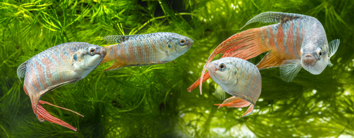 Paradise Fish: μάθετε τα πάντα για αυτό το διακοσμητικό είδος