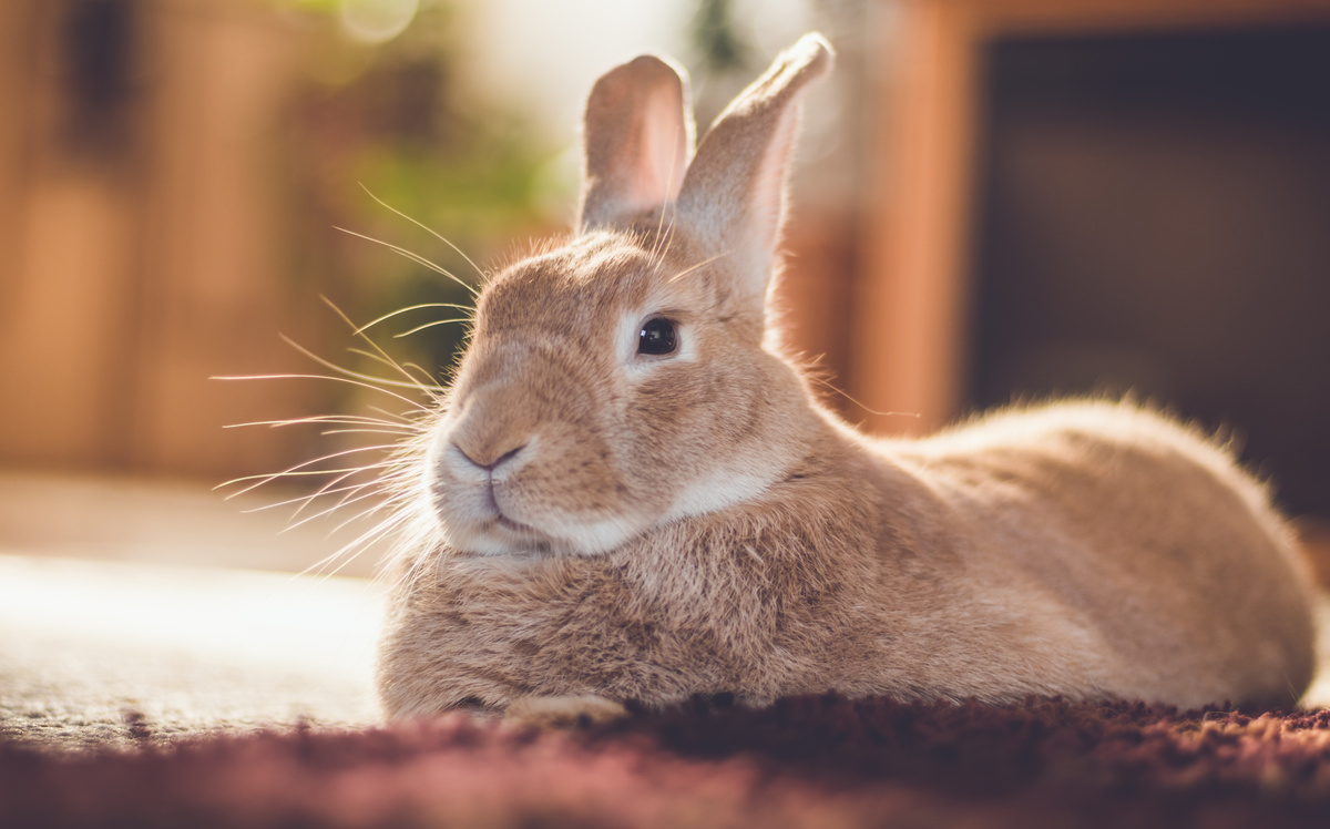 Je králičí moč zdraví škodlivá? Podívejte se na tipy a péči!