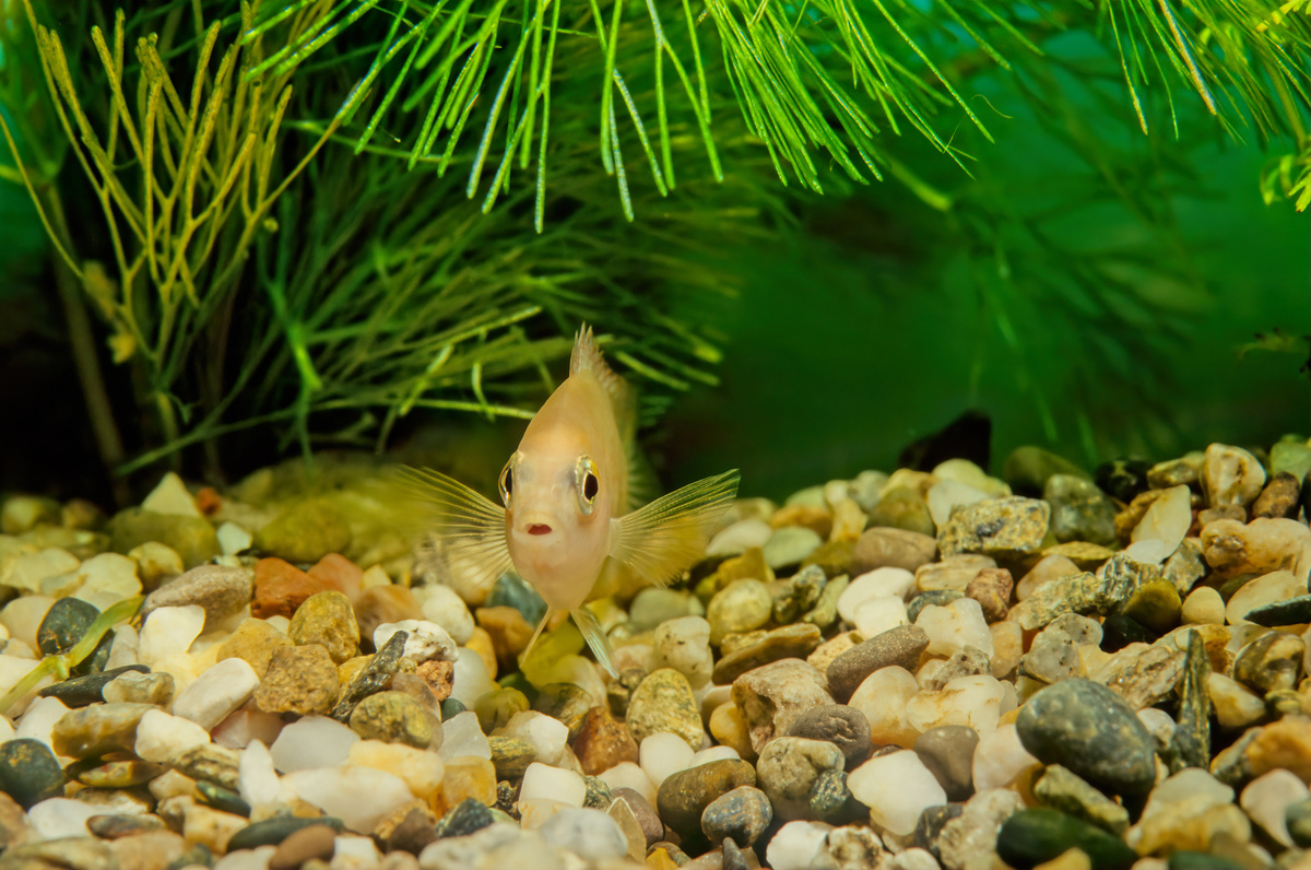 Mosselvis: bekijk de kenmerken en tips voor het aquarium!