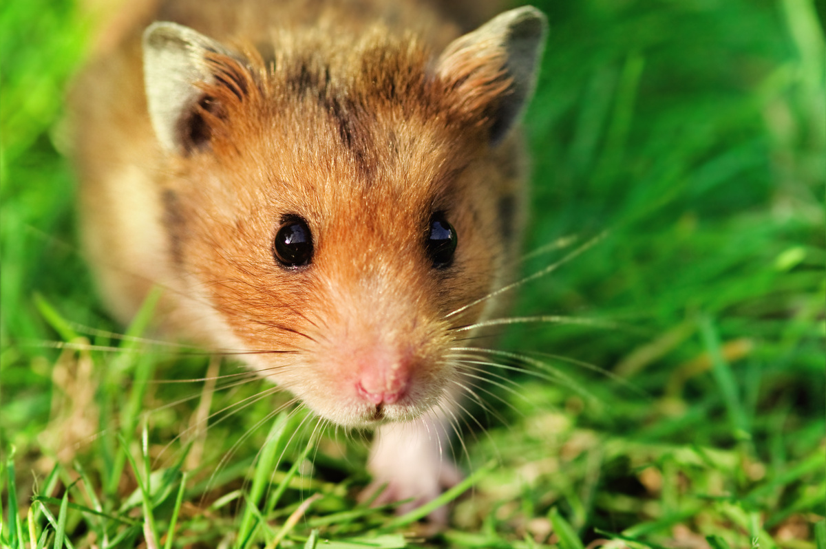 Hamster Sirianach: faic dathan, prìs, cùram agus barrachd