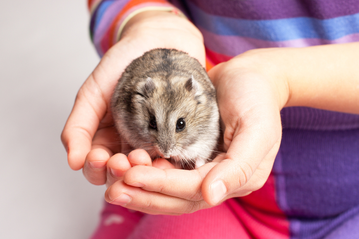 Kako skrbeti za hrčka: mladiček, kletka, hrana in drugo